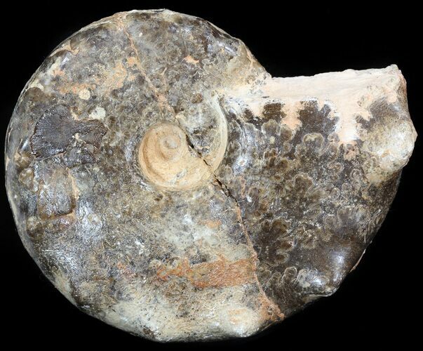 Bargain Mammites Ammonite - Goulmima, Morocco #44647